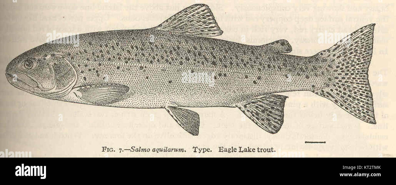 38978 Salmo Aquilarum Typ Eagle Lake trout Stockfoto