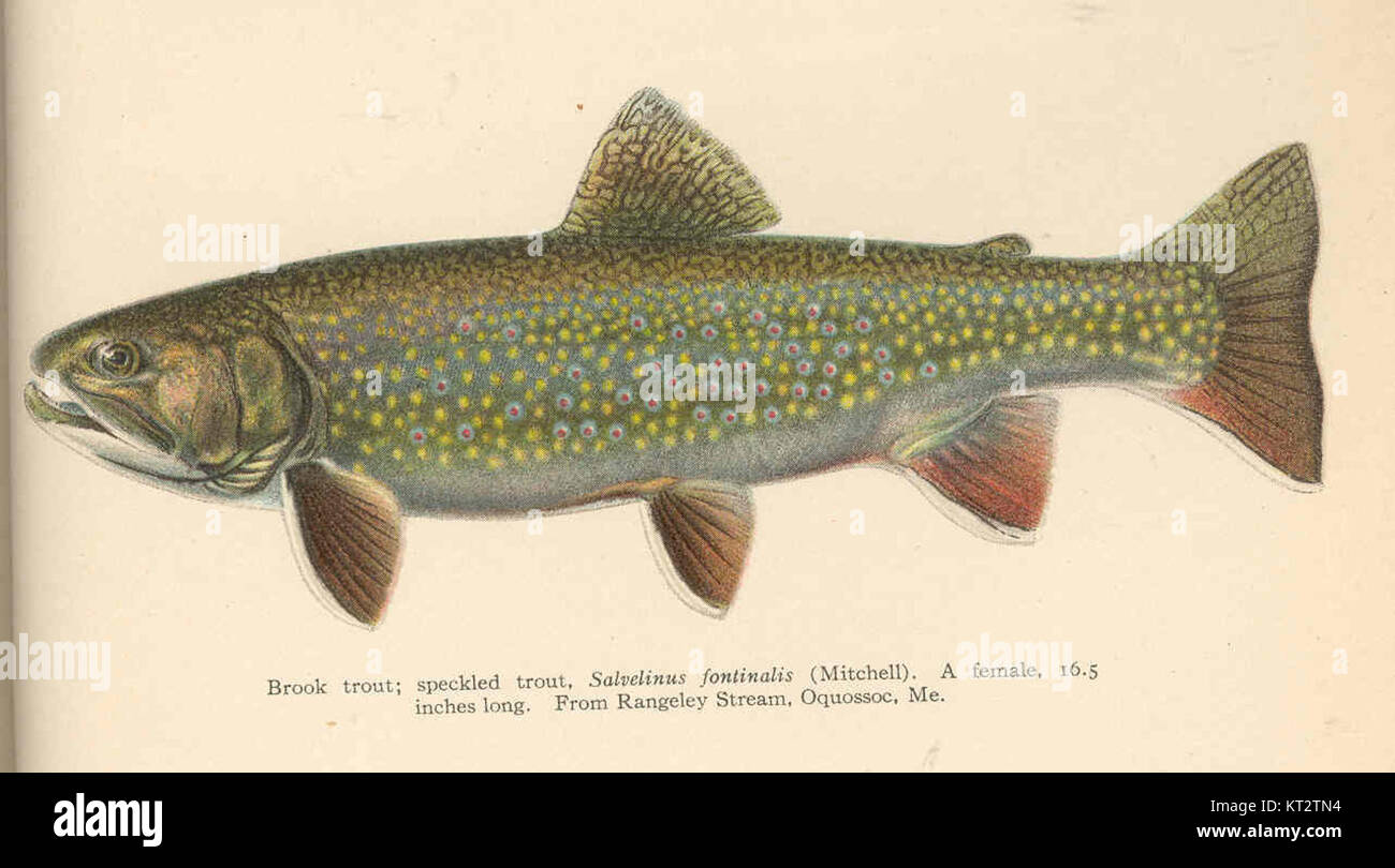 Dieses Exemplar der Bachforelle (Salvelinus fontinalis), auch bekannt als die gesprenkelte Forelle, wurde im Rangeley Stream, Oquossoc, Maine gefangen. Die weibliche Forelle ist 16,5 cm lang, was die typische Größe und den Lebensraum der Art hervorhebt. Stockfoto
