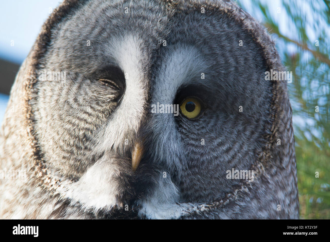 Gesicht Nahaufnahme der Bartkauz winking. Stockfoto