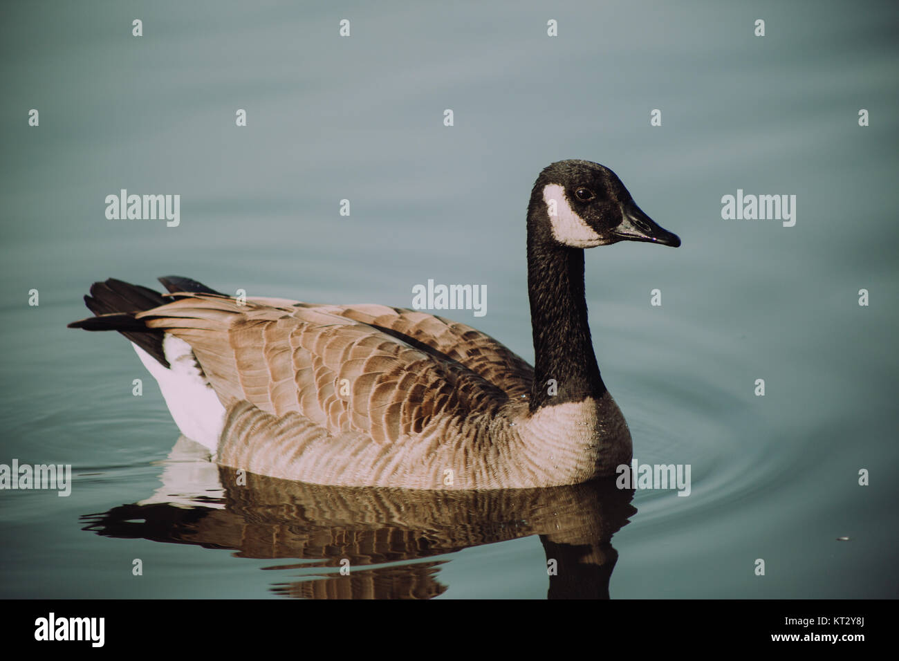 Gänse auf dem Wasser Stockfoto