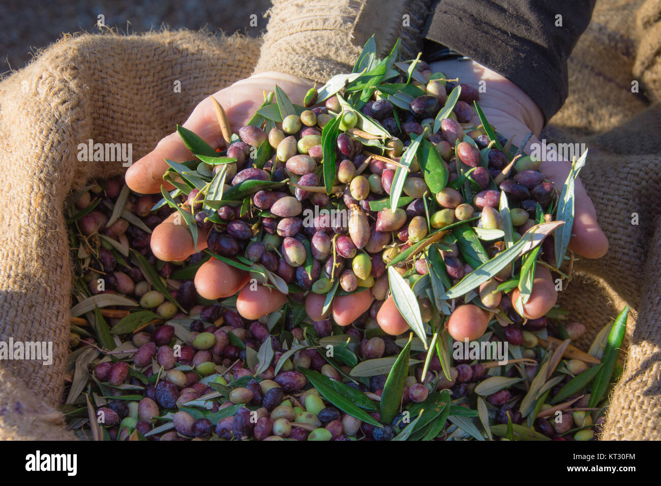 Frau hält einige der geernteten frischen Oliven in einem Feld in Kreta, Griechenland für die Erzeugung von Olivenöl Stockfoto