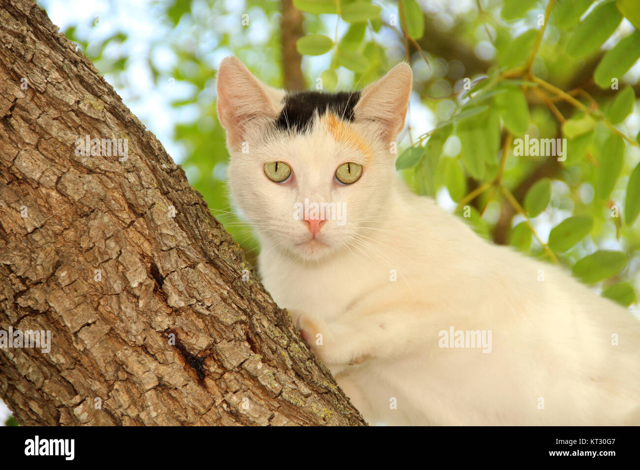 Hauskatze, Calico, Tricolour, auf einem Baum Stockfoto