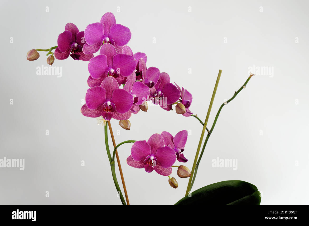 Orchideen (Phalaenopsis), fuchsia Stockfoto