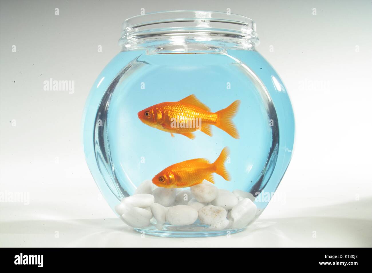 Zwei Goldfische in eine Schüssel geben. Stockfoto