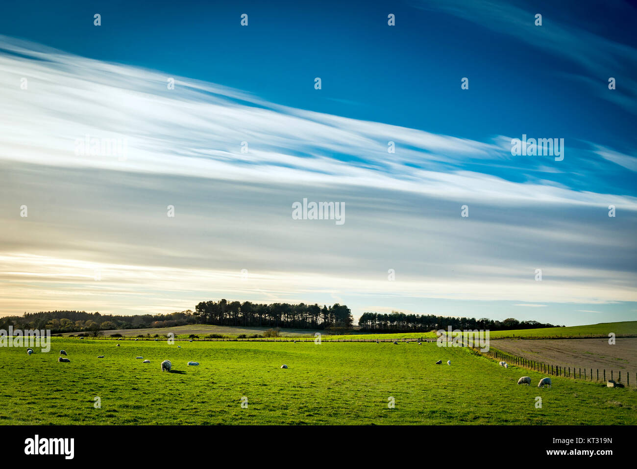 Green Field und blauer Himmel mit weißen Wolken Stockfoto