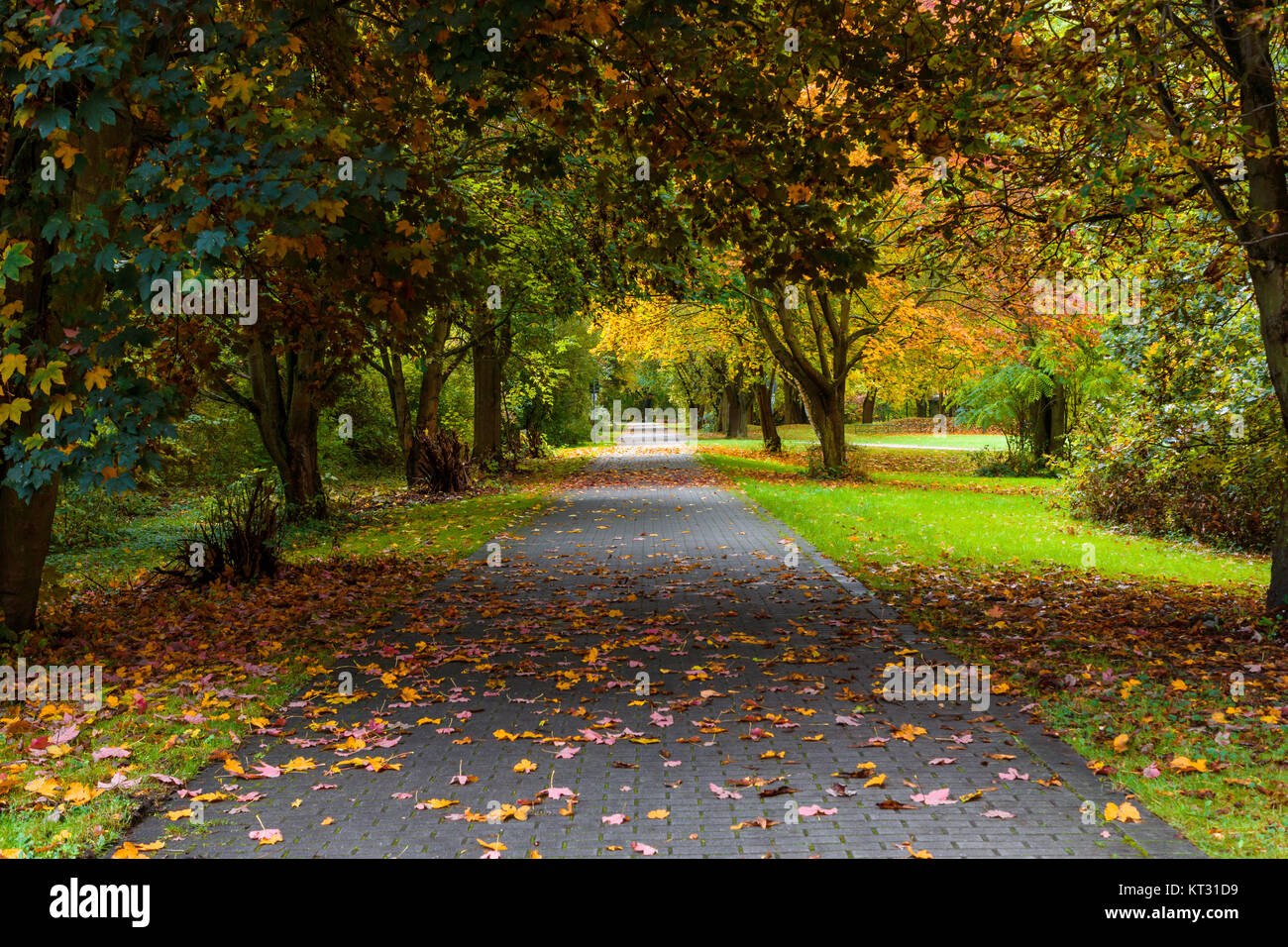 Gefallenen gelbes Blatt auf einem Pfad in einem Stadtpark. Stockfoto