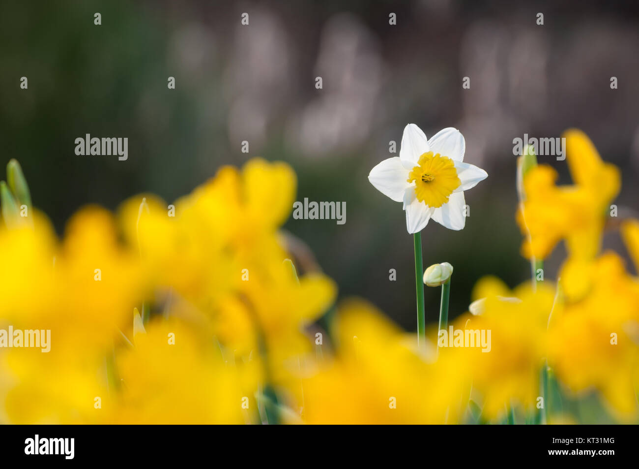 Weiße Narzisse gelbe Narzissen inmitten dunkler Hintergrund, bunte Blumen, Blume Fülle, frohe Ostern gruss Karte kopieren, Fokus Stockfoto