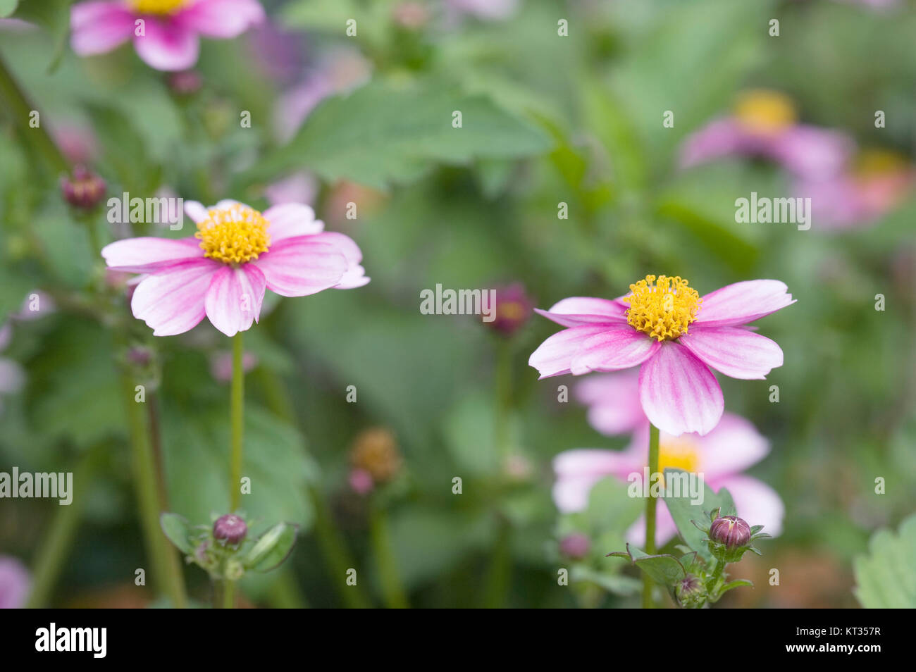 Bidens ferulifolia 'Pretty in Pink' Blumen. Stockfoto