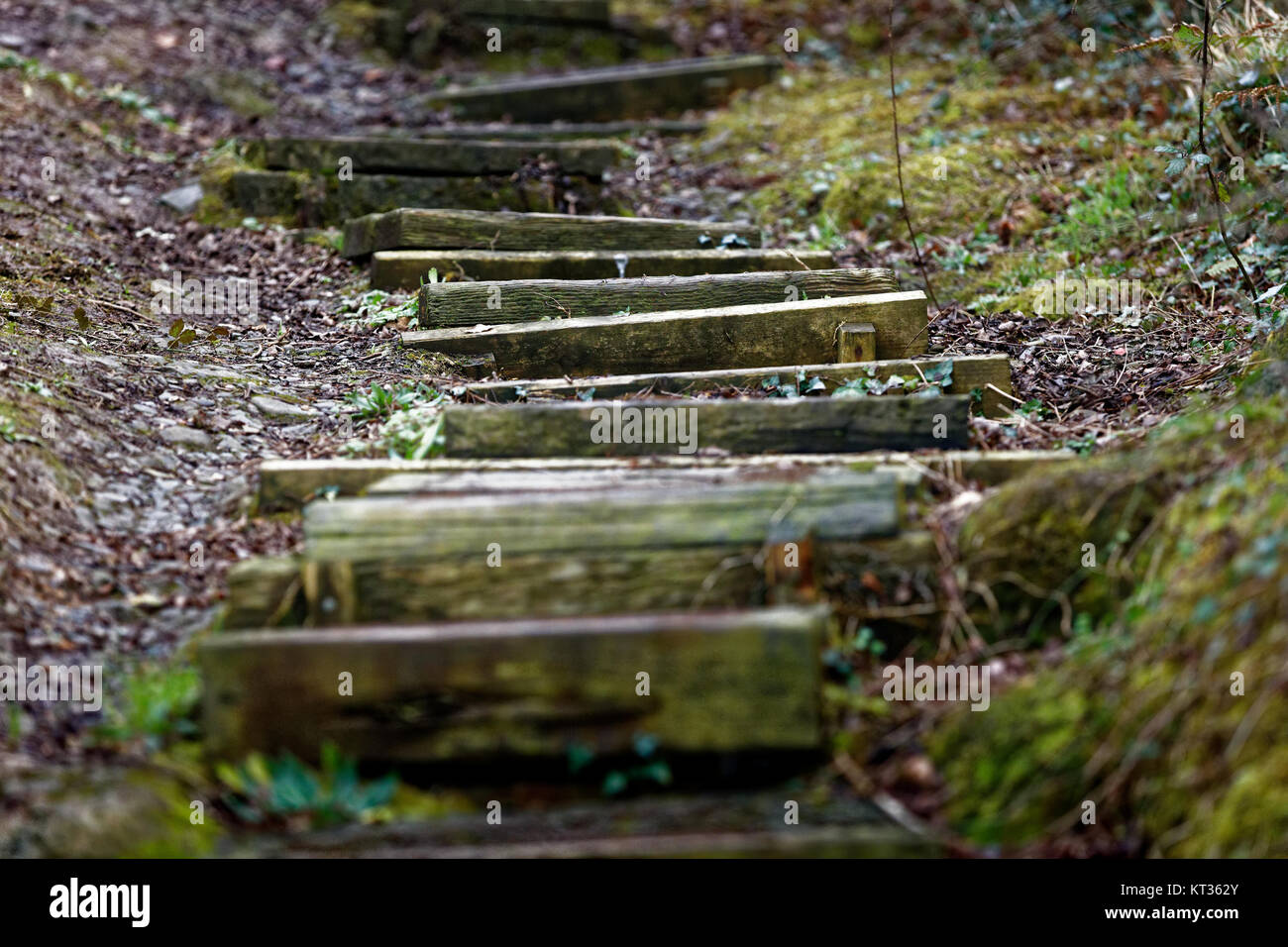 Holz- Schritte in einem Pfad in Aberporth Stockfoto