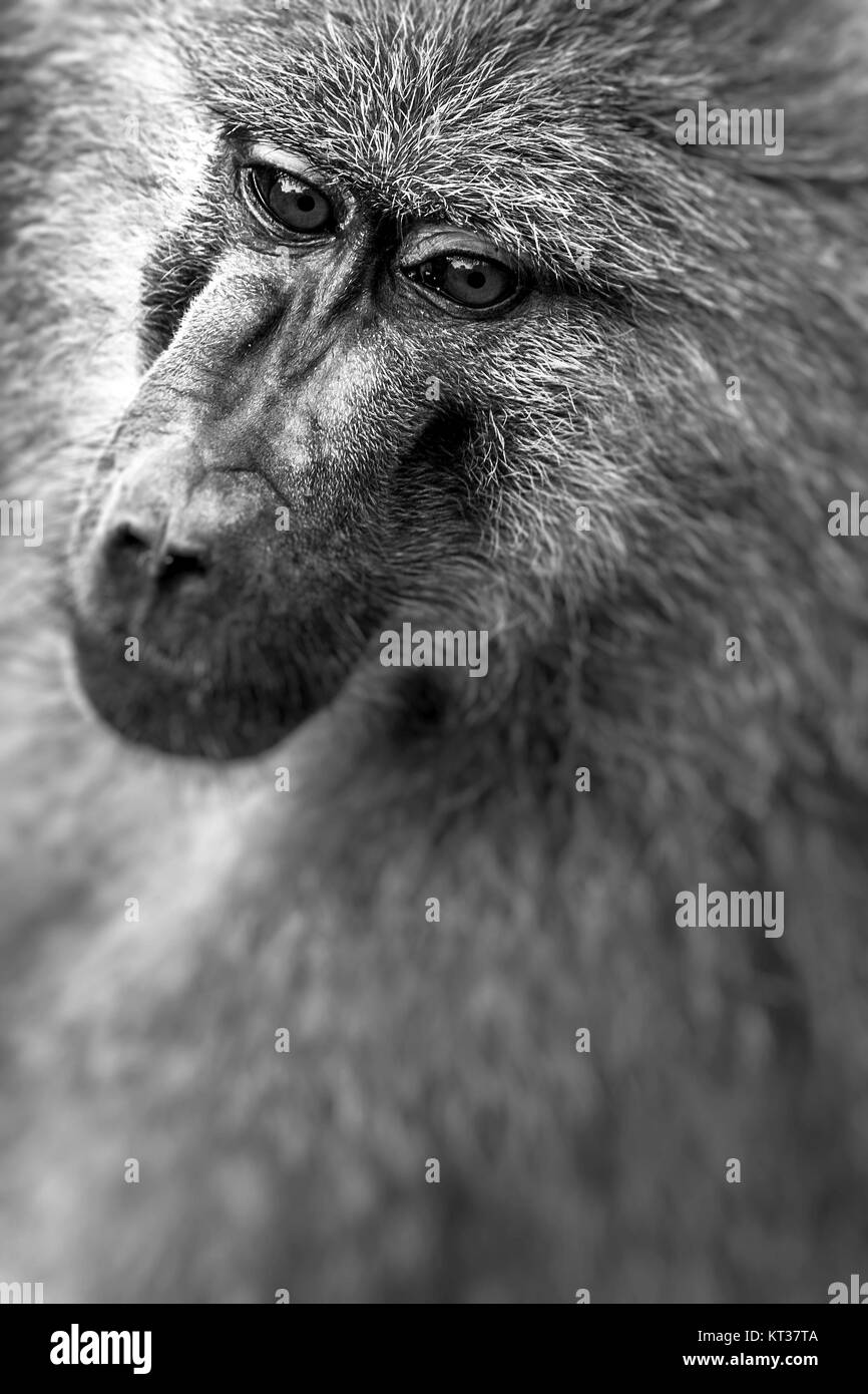 Pavian - Tarangire National Park - Wildreservat in Tansania, Afrika Stockfoto