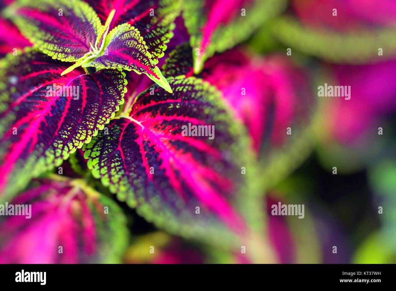 Nahaufnahme von Coleus Blätter (Painted Brennnessel, Flamme Brennnessel) Stockfoto