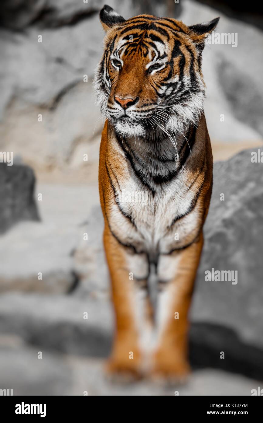 Ein Tiger-Gesicht in Nahaufnahme. Selektiven Fokus. Stockfoto