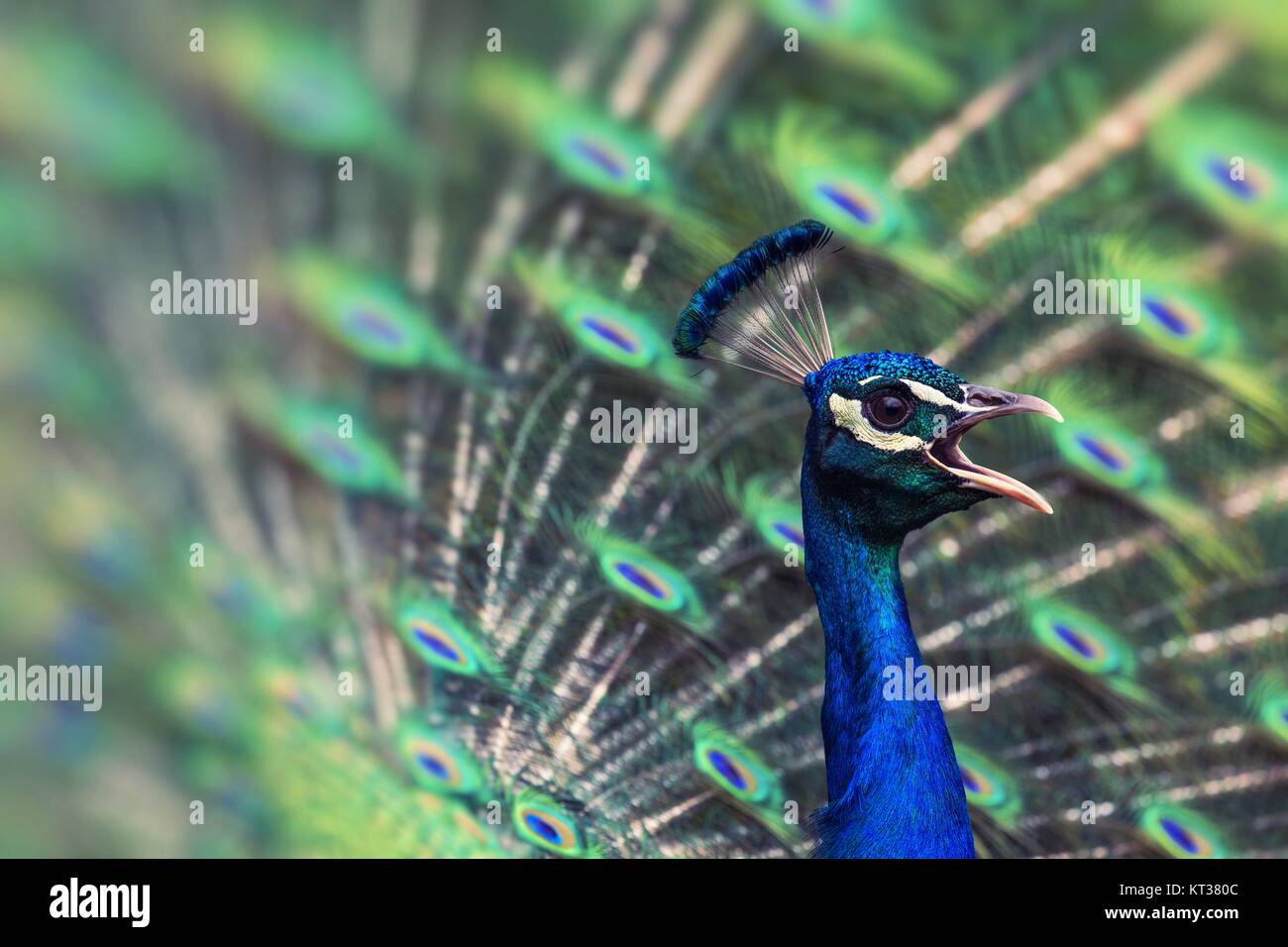 Porträt der schönen Pfau mit Federn Stockfoto