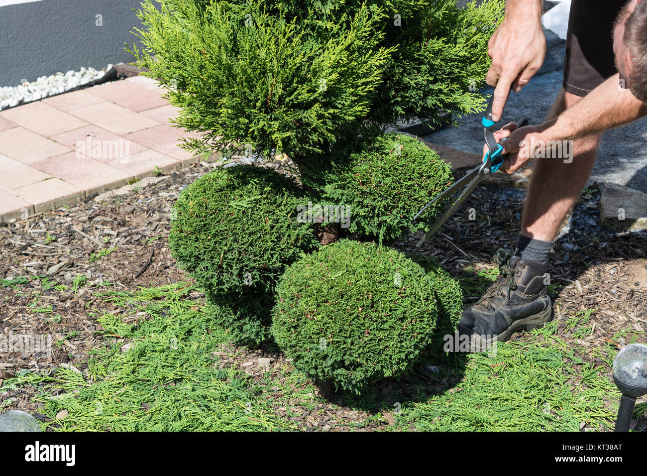 Lebensbaum, Thuja oder Buchsbaum mit Heckenschere in Form schneiden  Stockfotografie - Alamy