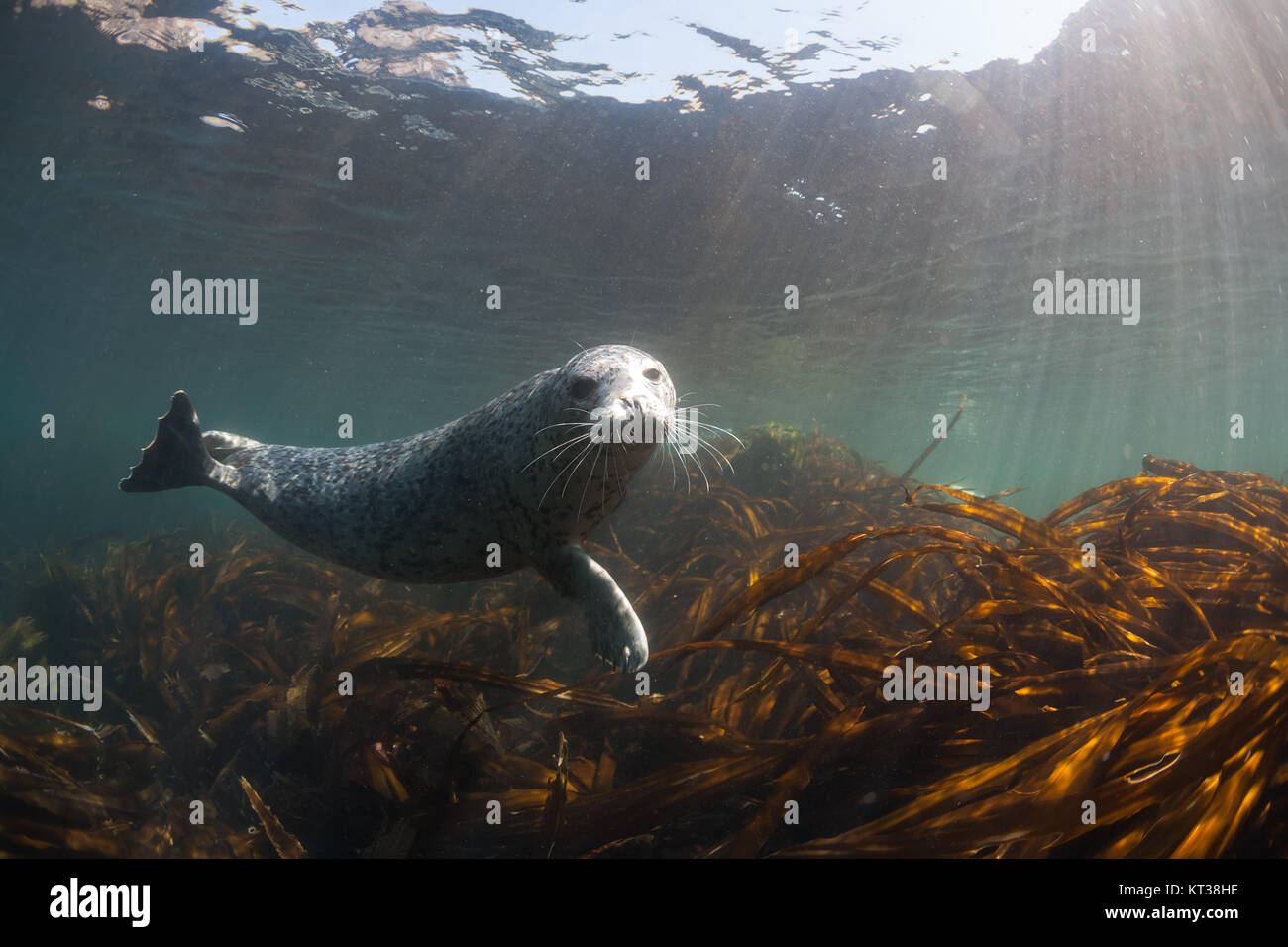 Phoca Largha (Larga Seal, Spotted Seal) Unterwasser-Bilder Stockfoto