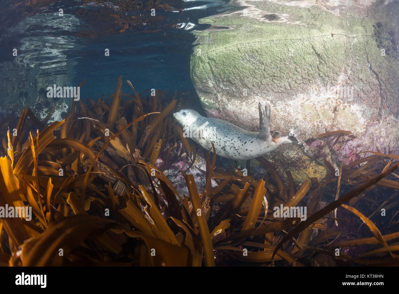 Phoca Largha (Larga Seal, Spotted Seal) Unterwasser-Bilder Stockfoto