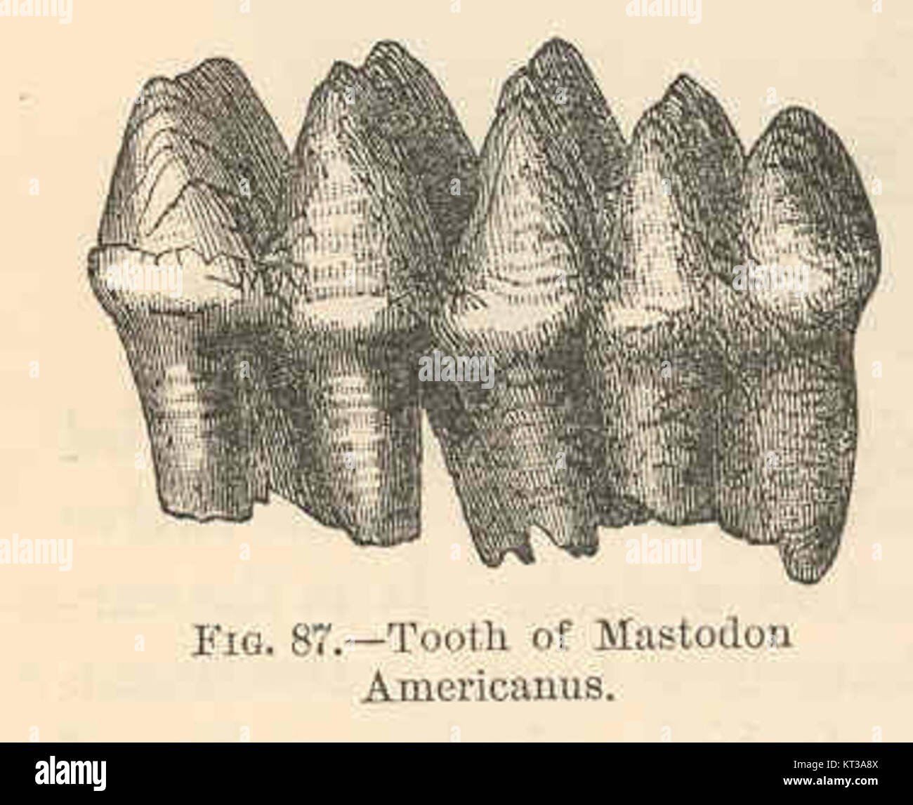 Ein fossiler Zahn des Mastodon americanus, ein ausgestorbenes elefantenähnliches Säugetier, das während des Pleistozäns in Nordamerika lebte. Diese Art ist ein wichtiger Teil paläontologischer Untersuchungen. Stockfoto