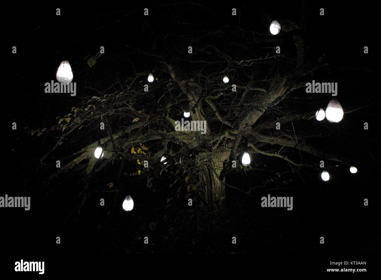 Verschiedene Lichteffekte werden verwendet, um den Bäumen am National Arboretum mit einem saisonalen, sensorische Spur der Freude für alle Altersgruppen und ein Tru ans Licht Stockfoto