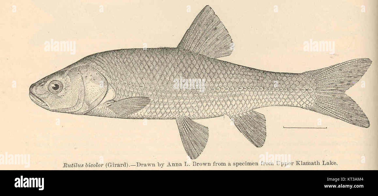 Rutilus bicolor, auch bekannt als der rote Shiner, ist eine in Nordamerika heimische Süßwasserfischart, insbesondere in den Vereinigten Staaten und Mexiko. Ihr natürlicher Lebensraum umfasst Flüsse und Bäche, wo er für seine charakteristische rote Färbung während der Brutsaison bekannt ist. Stockfoto