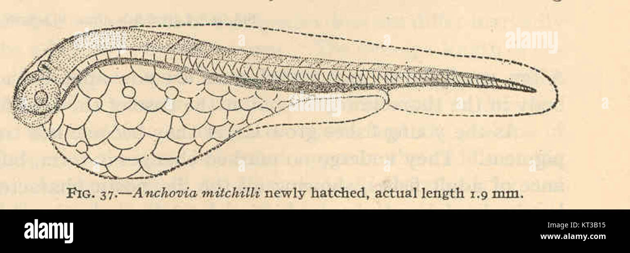 Die Anchovia mitchilli ist eine Fischart aus der Familie der Sardellen, die für ihre geringe Größe bekannt ist. Ein neu geschlüpftes Exemplar wurde mit 19 mm Länge aufgenommen, typisch für das frühe Entwicklungsstadium. Stockfoto