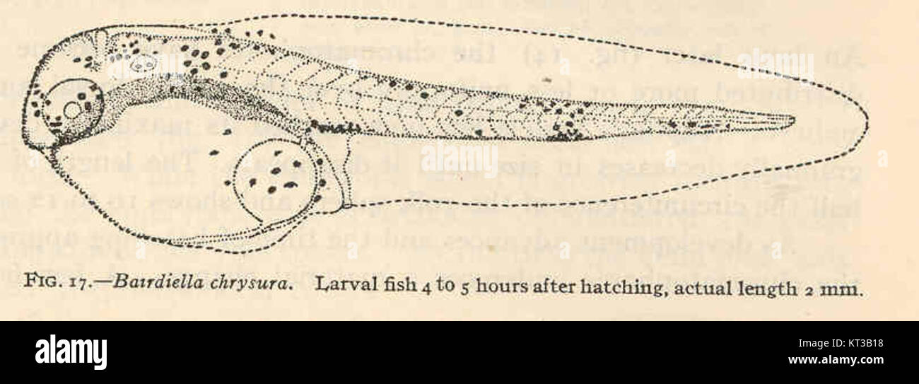 Ein etwa 2 mm langer Larvenfisch der Art *Bairdiella chrysura*, 4 bis 6 Stunden nach dem Schlüpfen fotografiert, bietet Einblicke in die Meeresbiologie und die Entwicklung der Fische im Frühstadium. Stockfoto