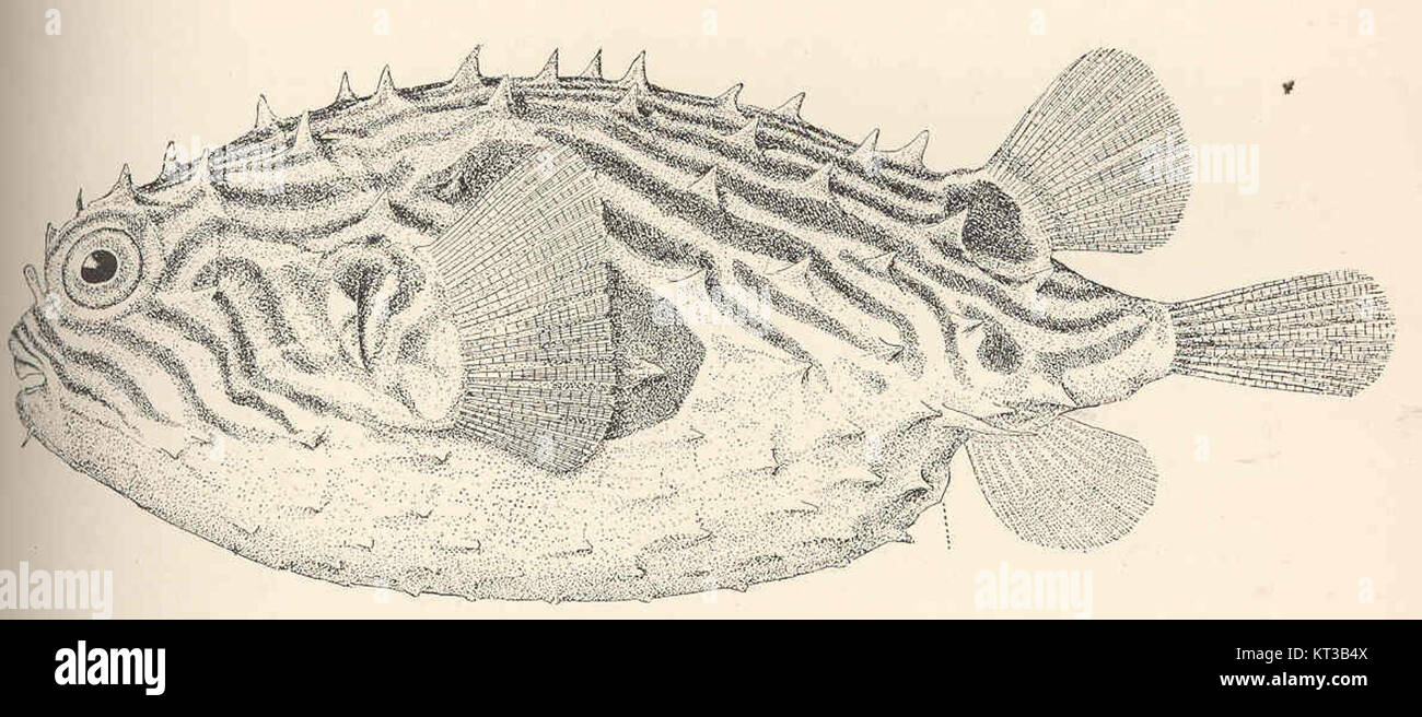40107 Chilomycterus Schoepffi (Walbaum) Swell-Kröte; Burrfish Sideview Noank, Connecticut Stockfoto