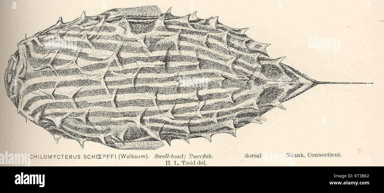 40136 Chilomycterus Schoepffi (Walbaum) Swell-Kröte; BurrfishDorsalview Noank, Connecticut Stockfoto