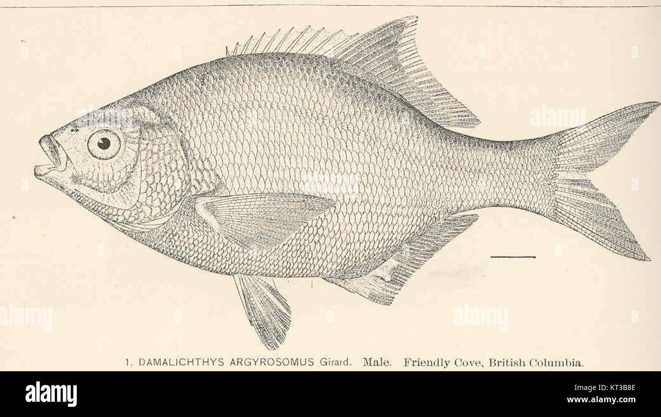 Damalichthys argyrosomus, auch bekannt als Girard’s Basslet, ist eine Fischart, die in den Gewässern von British Columbia vorkommt. Dieses Exemplar wurde in Friendly Cove beobachtet, einem Gebiet, das für seine vielfältige Unterwasserwelt bekannt ist. Stockfoto