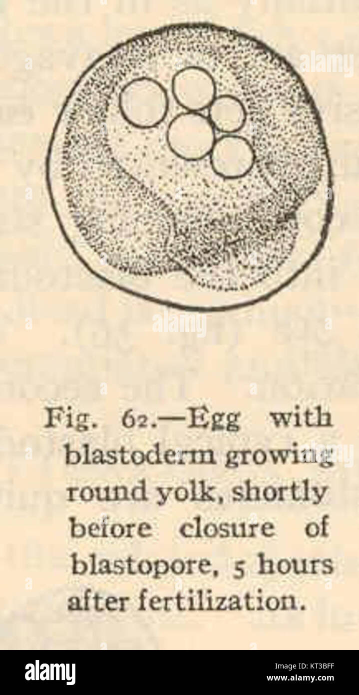 40372 Ctenogobius stigmaticus-Ei mit blastoderm wachsenden runde Eigelb kurz vor Schließung der blastoporus 5 Stunden nach Stockfoto