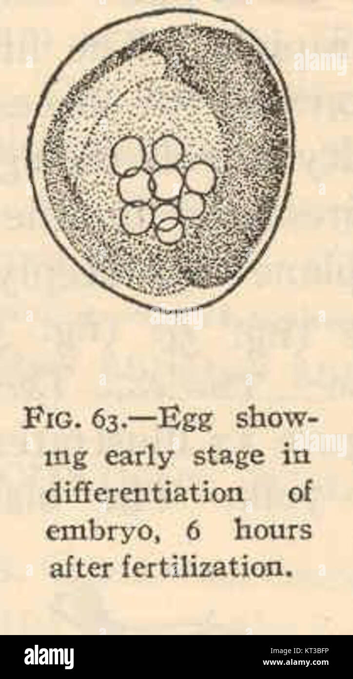 40377 Ctenogobius stigmaticus-Ei mit frühen Stadien in der Differenzierung der Embryo 6 Stunden nach der Befruchtung Stockfoto