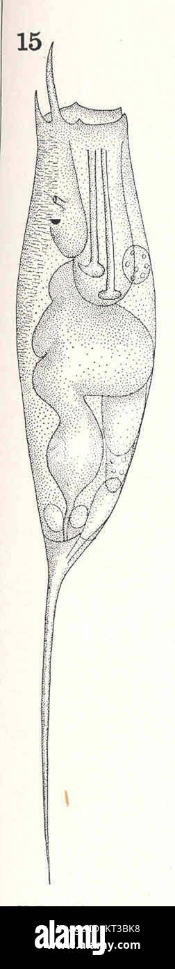 Mastigocerca bicornis EHR, eine parasitäre Wespenart, wird in einer Seitenansicht gezeigt. Diese Art zeichnet sich durch ihre ausgeprägten hornartigen Vorsprünge und ihre langgezogene Körperstruktur aus. Sie gehört zur größeren Familie der Ichneumonidae, die für die Parasitisierung anderer Insekten, insbesondere Raupen, bekannt ist. Stockfoto