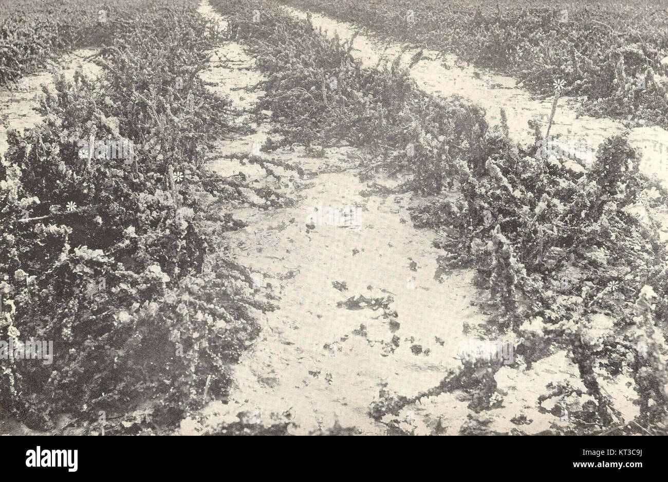 Das Bild zeigt den Oyster Park in Tanna und zeigt Bambussammler, die in parallelen Linien arbeiten. Die Sammler sind an der Sammlung von Ressourcen beteiligt, möglicherweise Austern, als Teil der traditionellen Lebensgrundlage auf der Insel Tanna. Stockfoto