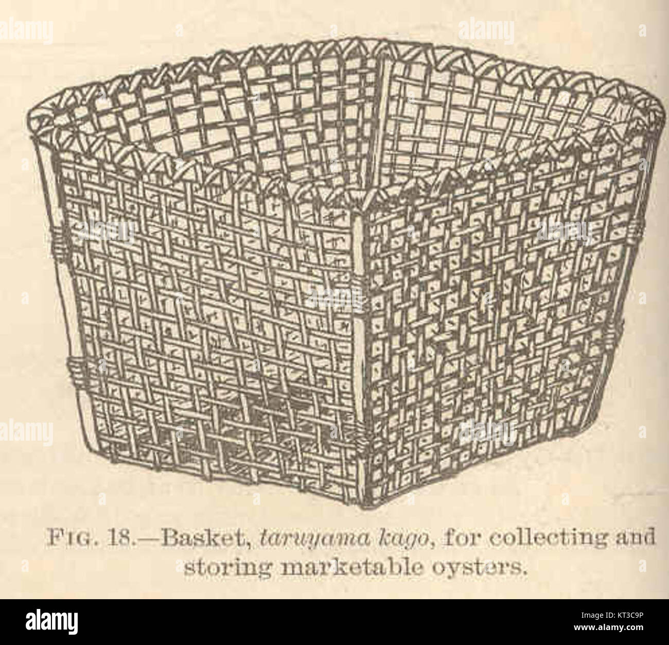 Dieser Korb, bekannt als „Taruyama Kago“, wird traditionell zum Sammeln und Lagern von vermarktbaren Austern verwendet. Dank seines Designs und seiner Bauweise eignet er sich hervorragend für den Transport von Meeresfrüchten und sorgt für Frische. Stockfoto