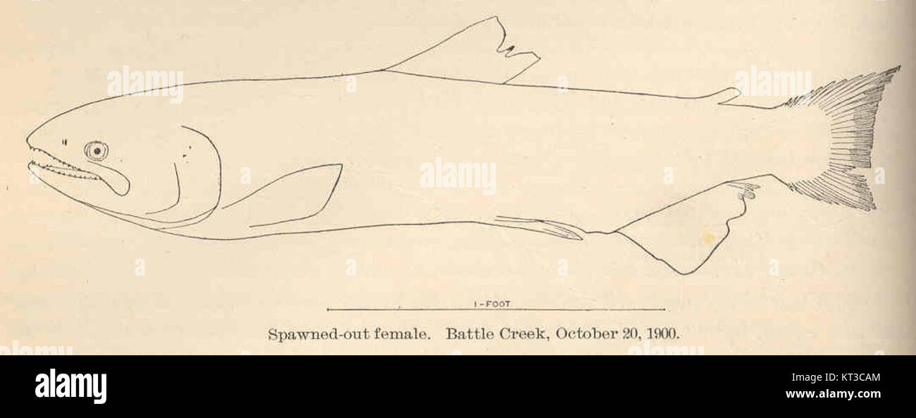 Dieser Eintrag bezieht sich auf eine historische Aufzeichnung vom 20. Oktober 1900, in der ein „ausgeflipptes Weibchen“ aus Battle Creek erwähnt wird. Für die vollständige Identifizierung und Bedeutung dieses Ereignisses sind spezifischere Kontexte und Details erforderlich. Stockfoto