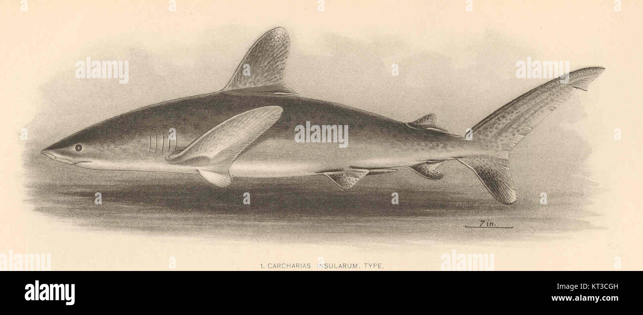 Exemplar 41069 stellt das Typexemplar von Carcharias insularum dar, einer prähistorischen Haiart, die aus Fossilienbeständen bekannt ist. Dieses Exemplar bietet wertvolle Einblicke in die Evolutionsgeschichte der Meeresräuber. Stockfoto