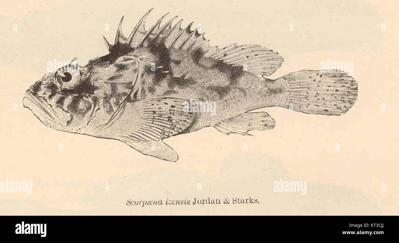 Scorpaena izensis ist eine Art von Skorpionfischen, die von Jordan & Starks beschrieben wird. Sie findet sich im westlichen Pazifik und ist bekannt für ihre giftigen Stacheln und ihre charakteristische Färbung, was sie zu einer bemerkenswerten Art in der Meeresbiologie macht. Stockfoto