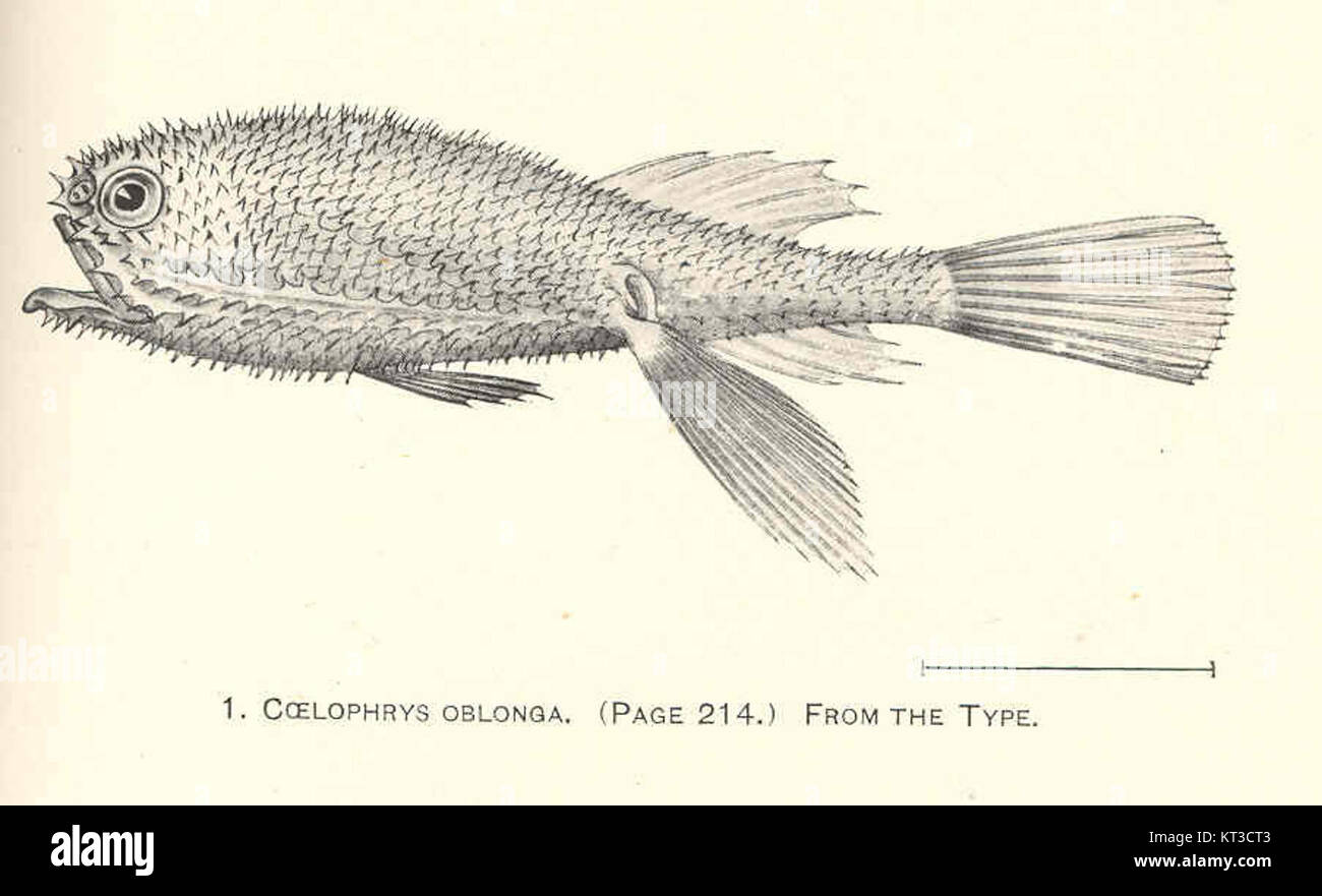 Coelophrys oblonga ist eine Art ausgestorbener Reptilien, die aus Fossilien bekannt ist. Es war ein kleiner, früher Dinosaurier, der während der späten Trias lebte. Stockfoto