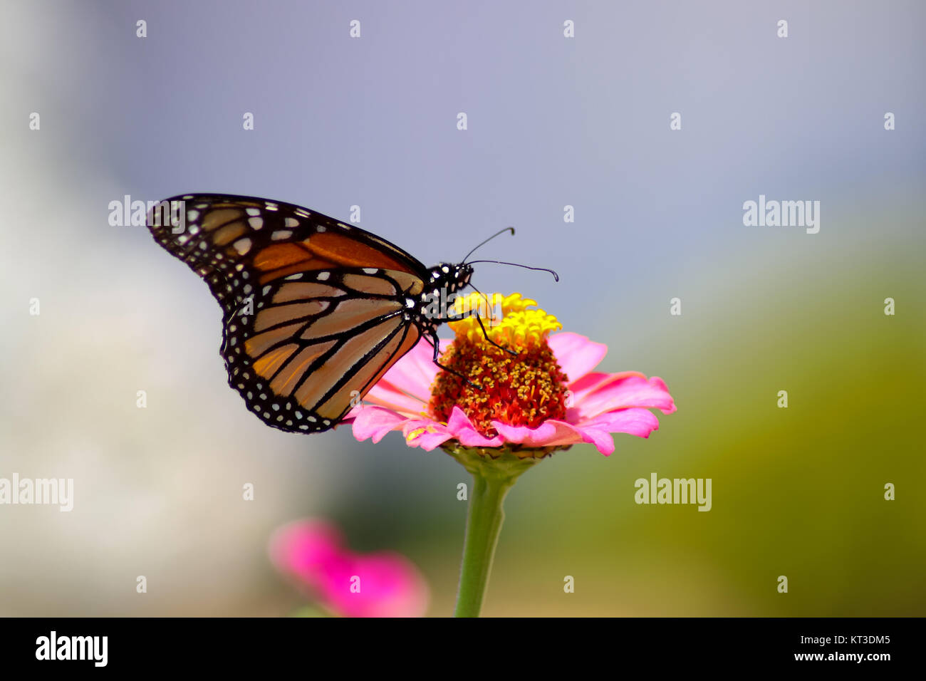 Monarch butterfly Nektar Extrahieren aus einem rosa zinnia Blume mit einem blauen und grünen verschwommenen Hintergrund-selektiven Fokus Stockfoto