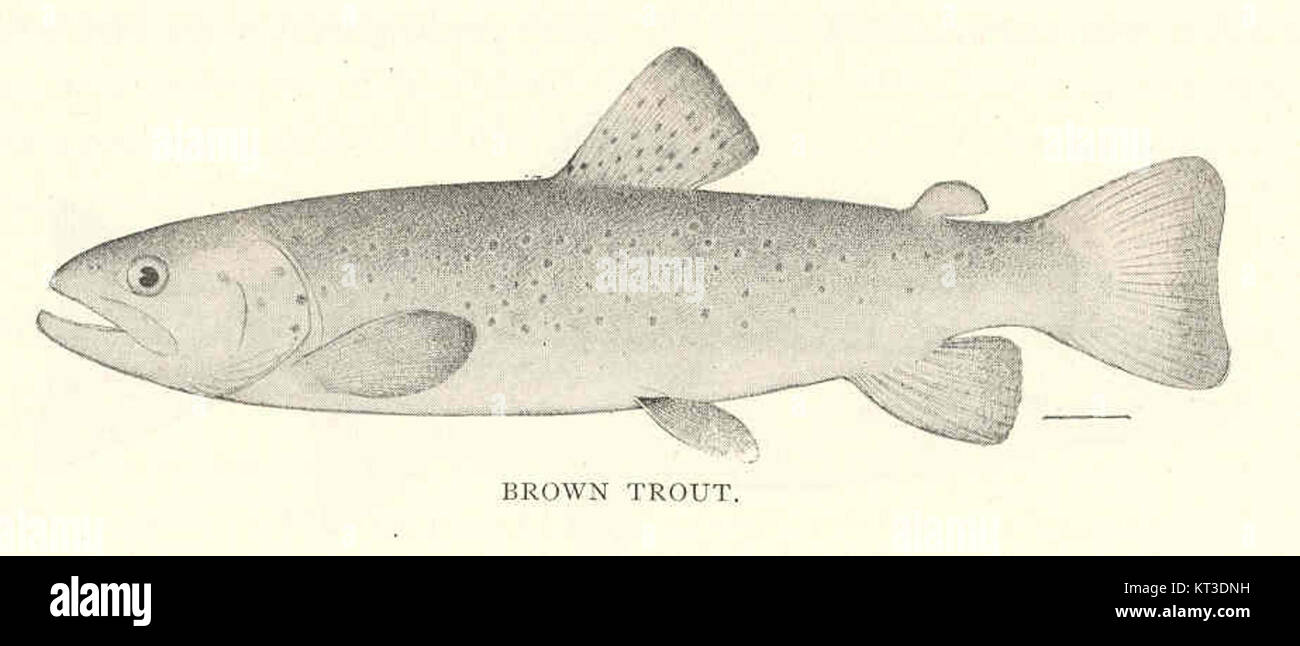 Die Bachforelle (Salmo fario), eine eingeführte Art, ist bekannt für ihre Anpassungsfähigkeit in verschiedenen Süßwasserumgebungen. Ursprünglich in Europa beheimatet, wurde es in anderen Regionen für Sportfischerei und ökologisches Management eingeführt. Stockfoto