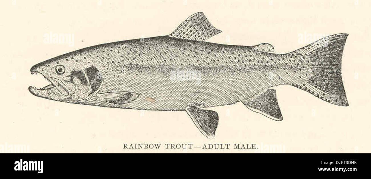 Ein Bild der ausgewachsenen männlichen Regenbogenforelle (Salmo irideus Gibbons), einer eingeführten Art, die ihr unverwechselbares Aussehen und ihren Lebensraum in verschiedenen Süßwasserökosystemen unterstreicht. Stockfoto