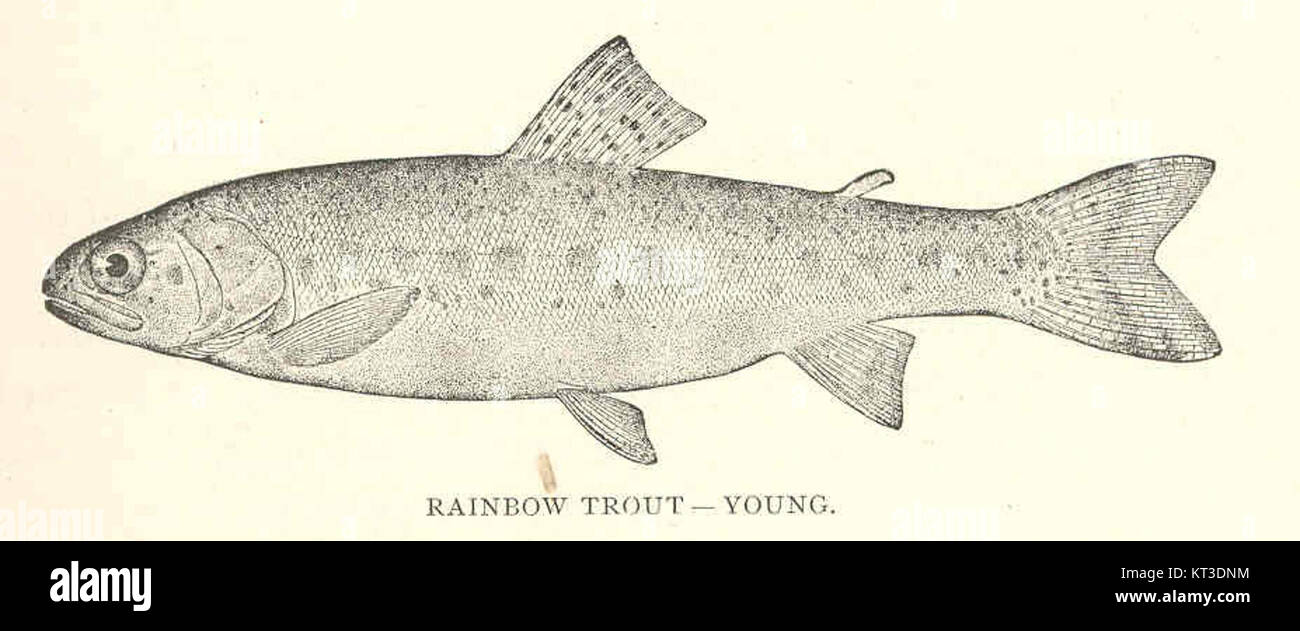 Die Regenbogenforelle (Salmo irideus) ist eine Art, die in verschiedenen Regionen, einschließlich Neuseeland, eingeführt wird. Die hier gezeigte junge Forelle ist bekannt für ihre leuchtenden Farben und eine beliebte Art für Freizeitfischen. Stockfoto