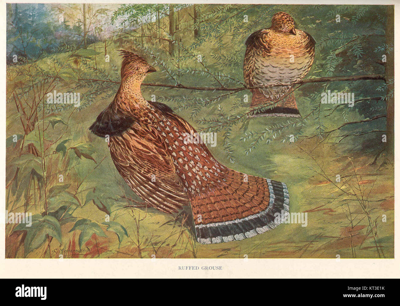 Der 42016 Ruffed Grouse ist ein Exemplar des Ruffed Grouse, einer Art, die in Nordamerika beheimatet ist. Das Ruffed Grouse ist bekannt für sein unverwechselbares Gefieder und kommt in bewaldeten Gebieten in Kanada und den nördlichen USA vor. Stockfoto