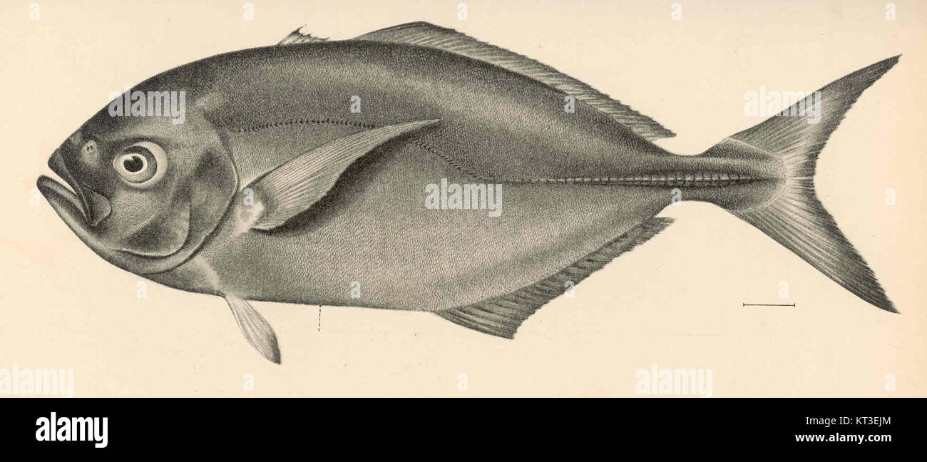 Wissenschaftliche Illustration von Carangus helvolus, allgemein bekannt als der gelbe Jack, eine Art von Jack-Fisch, die im westlichen Atlantik gefunden wird. Stockfoto