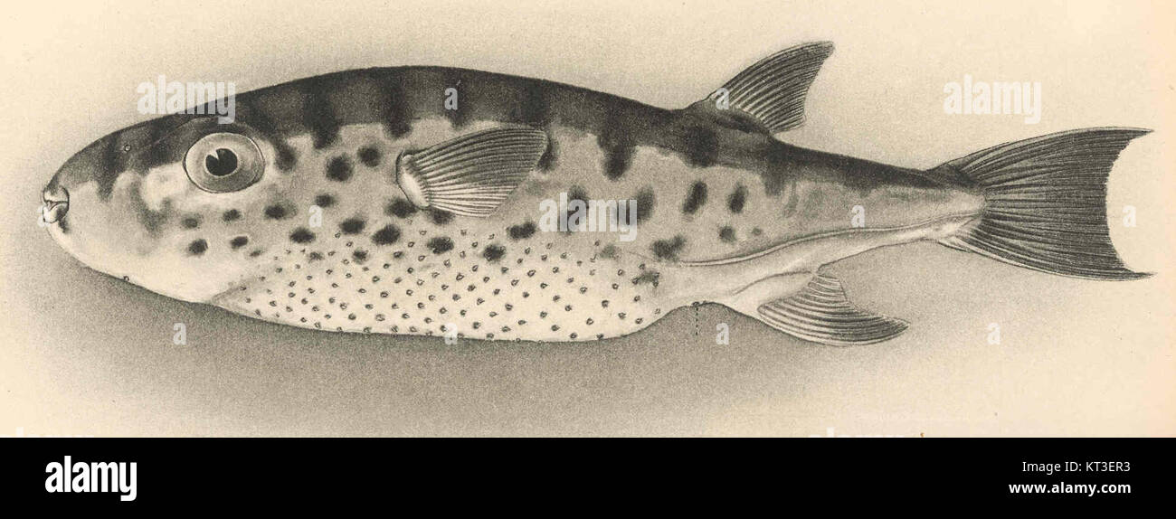 Lagocephalus oceanicus, beschrieben von Jordan und Evermann, ist eine Art von Pufferfischen, die im Ozean vorkommt. Bekannt für seine charakteristische Körperform und toxische Eigenschaften, spielt es eine Rolle in Meeresökosystemen. Diese Art wird auf ihre biologischen Eigenschaften und ihre ökologische Bedeutung untersucht. Stockfoto