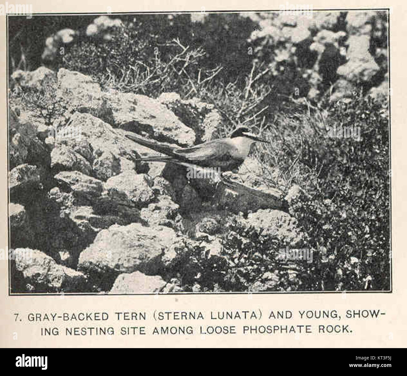 42771 Gray-Backed Tern (Sterna lunata) und Jungen zeigen Nistplatz unter lose Phosphat rock Stockfoto