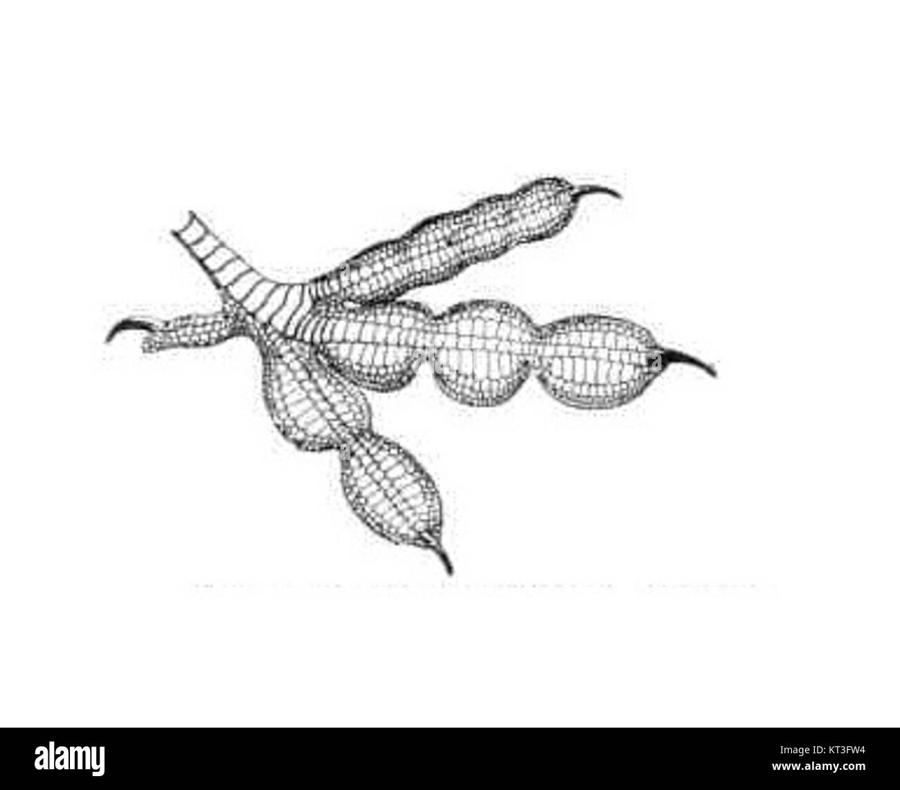Der Fuß des Eurasischen Coots, wie er 1913 von Anton Reichenow beschrieben wurde, bietet einen Einblick in die einzigartigen Merkmale der Anatomie des Vogels. Diese Art kommt in Europa und Asien häufig vor. Stockfoto