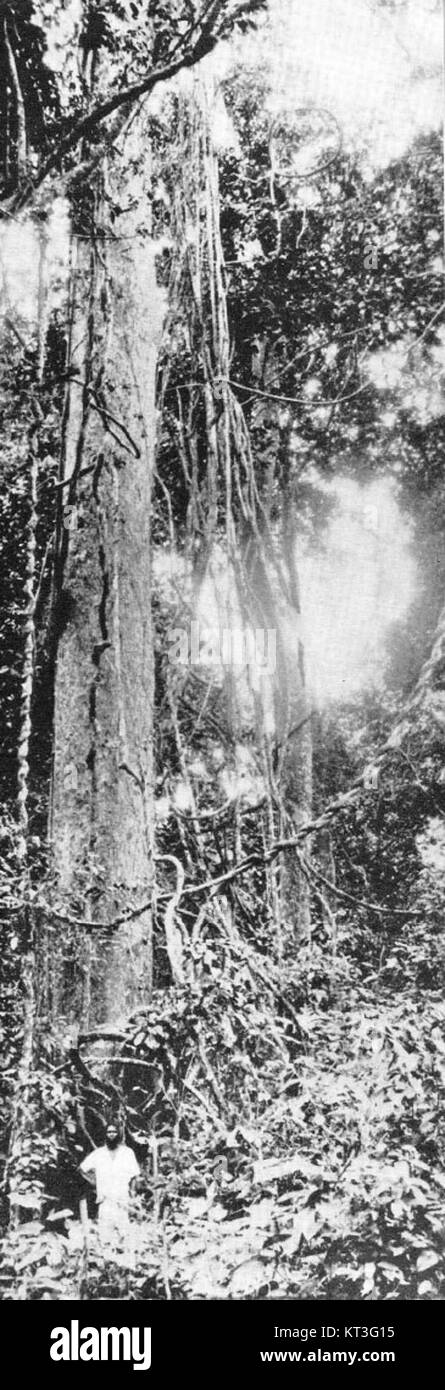 Der Wald im belgischen Kongo, der heutigen Demokratischen Republik Kongo, ist ein bedeutendes ökologisches Gebiet, das reich an Biodiversität ist. Historisch bekannt war es für seine üppige Vegetation und die vielfältige Tierwelt, die zur ökologischen und wirtschaftlichen Bedeutung der Region beitrugen. Stockfoto