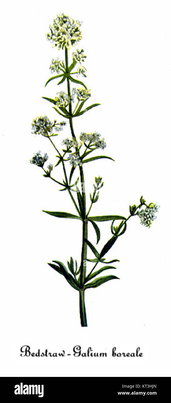 Galium borealis-2, eine botanische Illustration von Mary Vaux Walcott, zeigt die nördliche Betstrohpflanze. Das detailreiche Kunstwerk spiegelt den Fokus des Künstlers auf botanische Genauigkeit und Naturalismus wider und erfasst das Wesen dieser Pflanze. Stockfoto