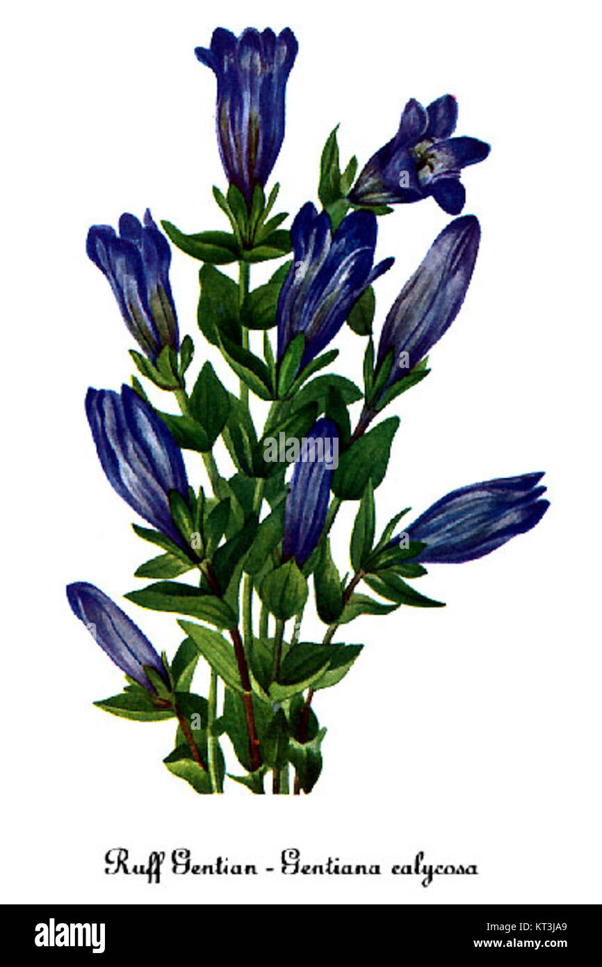 „Gentiana calycosa“, gemalt von Mary Vaux Walcott, ist eine detaillierte botanische Illustration des Bergenzians. Das Kunstwerk hebt die einzigartigen Merkmale der Pflanze und ihre wissenschaftliche Bedeutung in den botanischen Studien hervor. Stockfoto