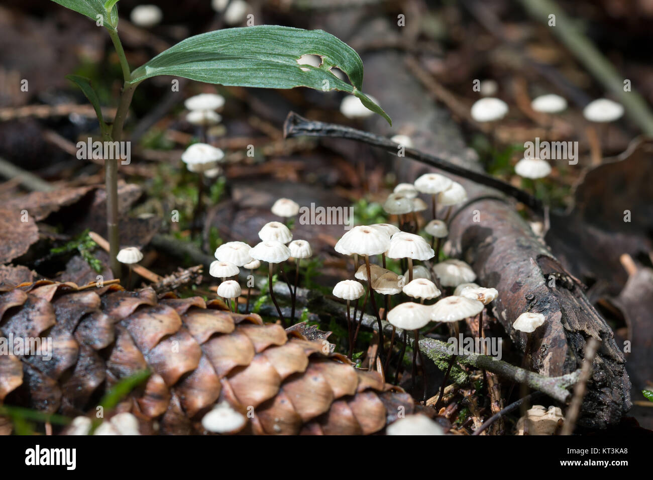 Marasmius - Kleine ungenießbare Pilze reichlich wachsenden Stockfoto